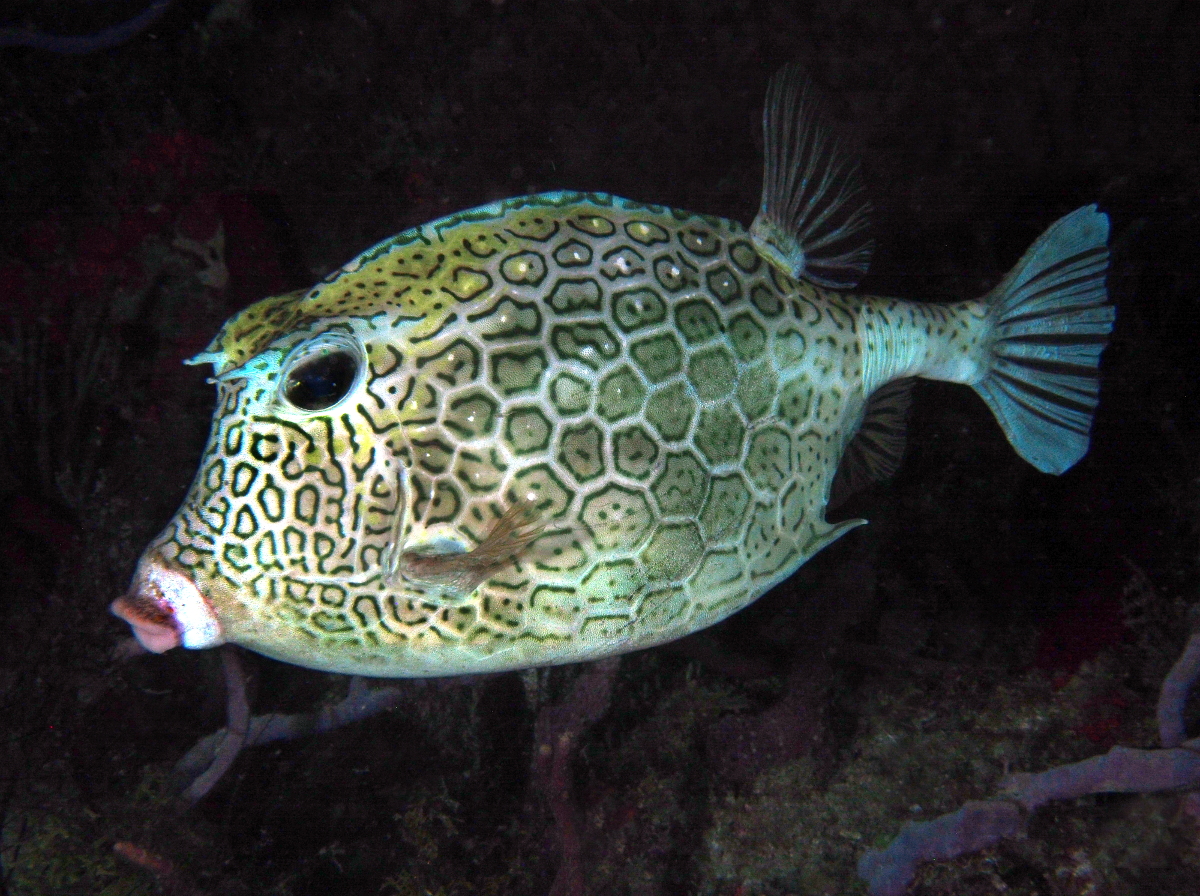 Honeycomb Cowfish - Acanthostracion polygonius