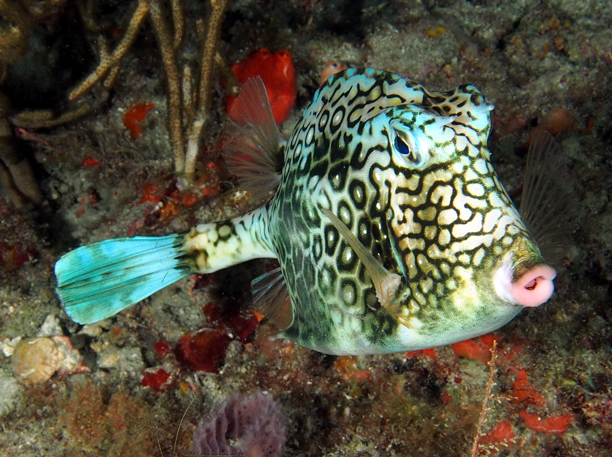 Honeycomb Cowfish - Acanthostracion polygonius