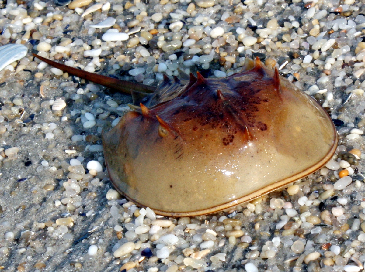 Atlantic Horseshoe Crab - Limulus polyphemus