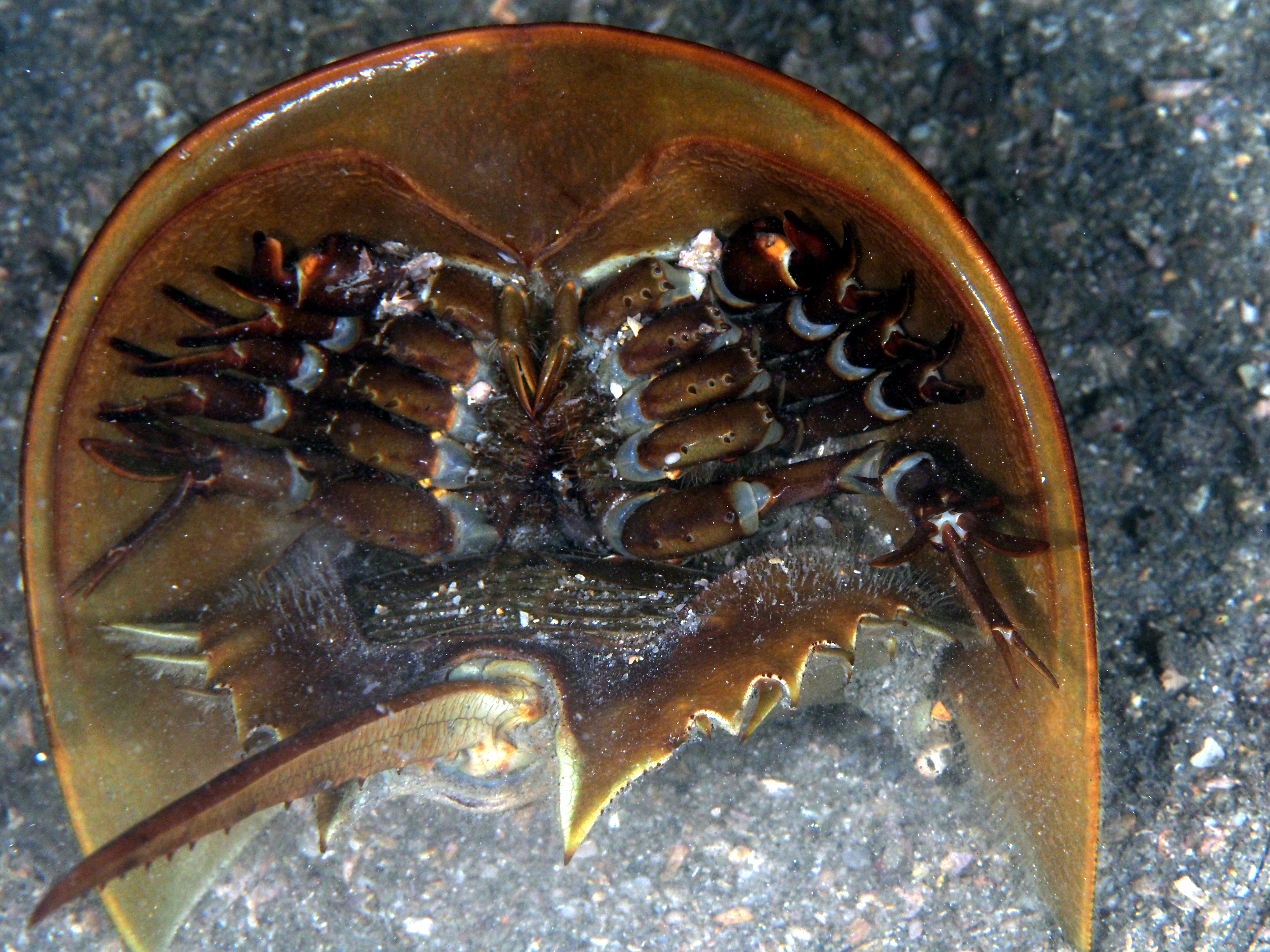 Atlantic Horseshoe Crab - Limulus polyphemus