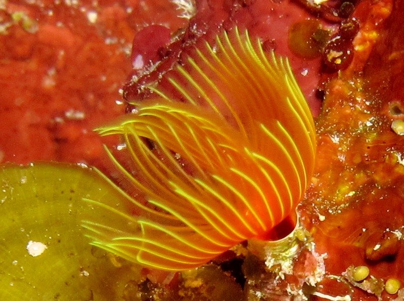 Star Horseshoe Worm - Pomatostegus stellatus