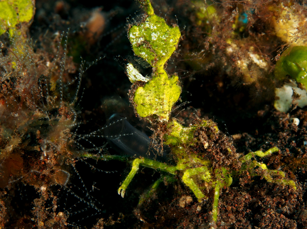 Arrowhead Crab - Huenia heraldica - Bali, Indonesia