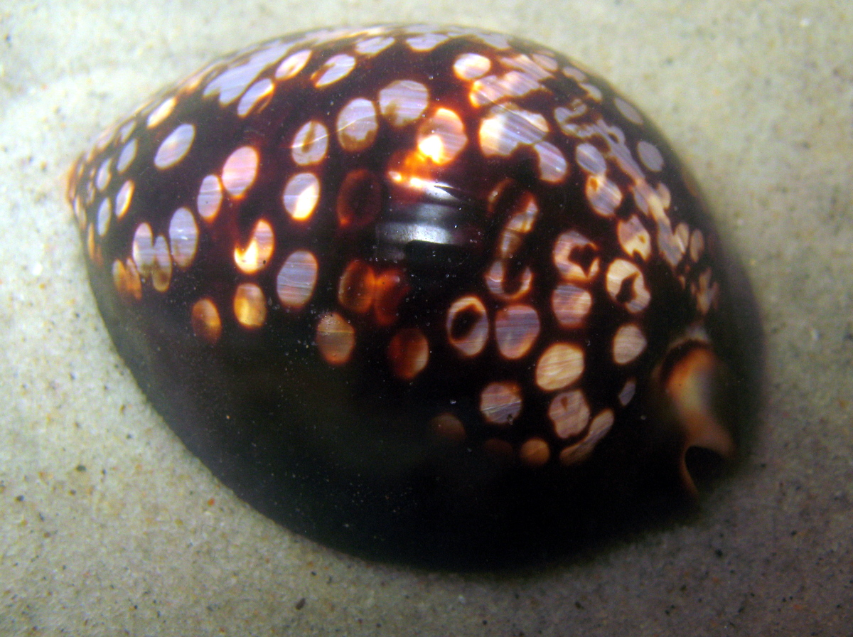 Humpback Cowry - Cypraea mauritiana