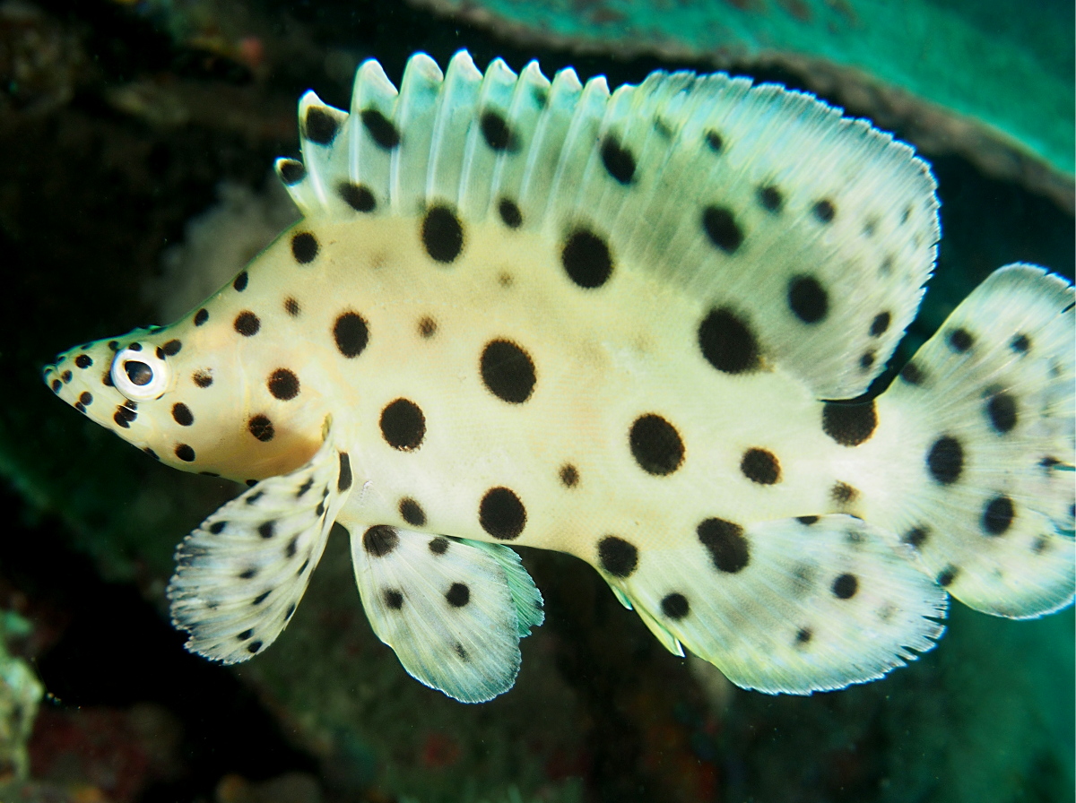 Baramundi - Cromileptes altivelis