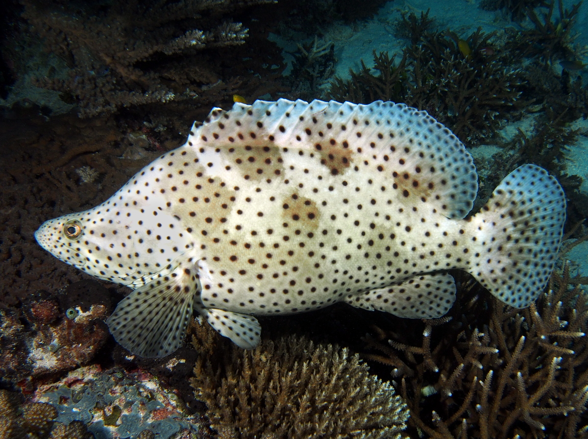 Baramundi - Cromileptes altivelis