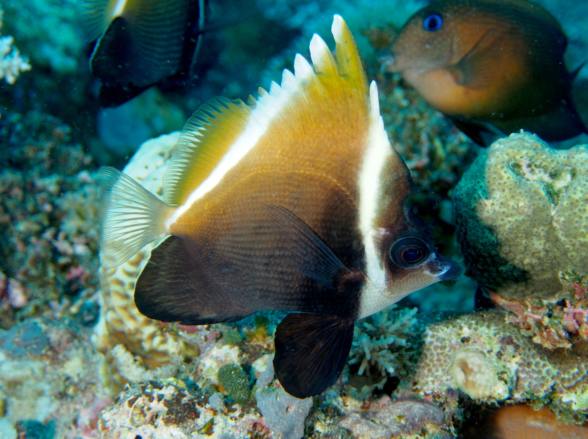 Humphead Bannerfish - Heniochus varius