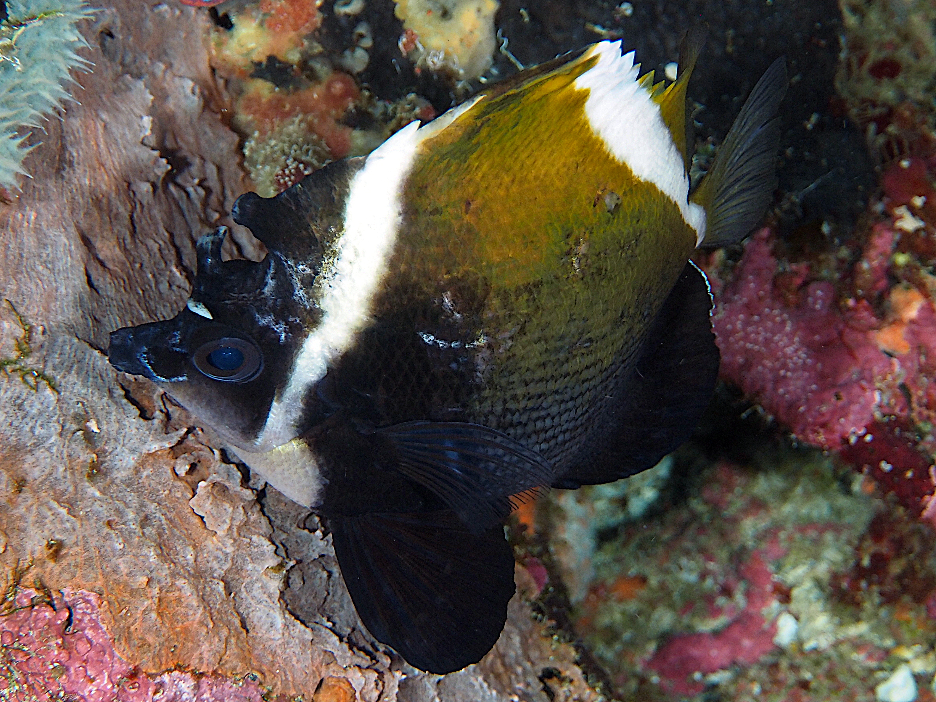 Humphead Bannerfish - Heniochus varius