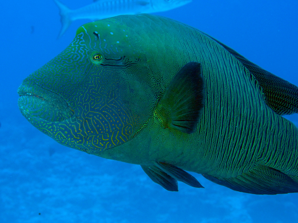 Humphead Wrasse - Cheilinus undulatus