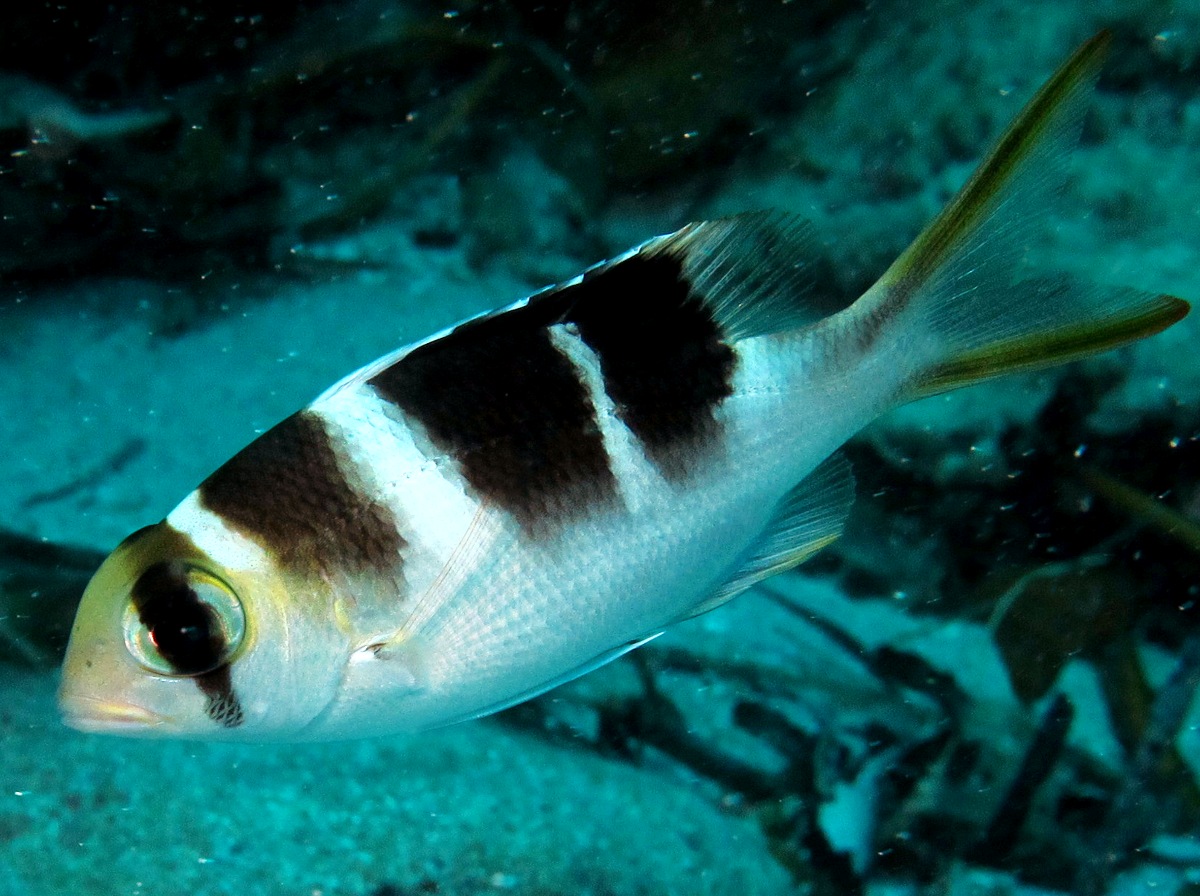 Humpnose Bigeye Bream - Monotaxis grandoculis