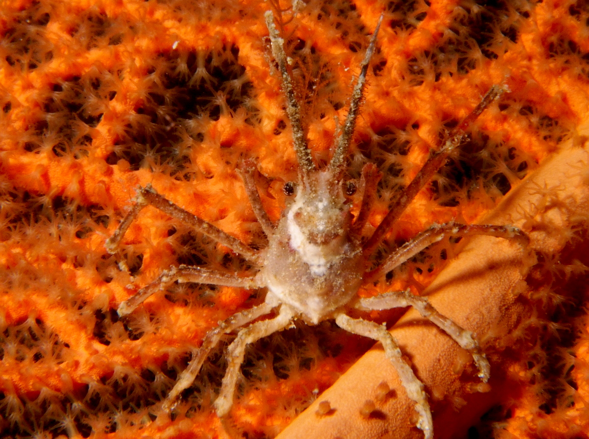 White-V Hydroid Crab - Hyastenus borradailei - Fiji