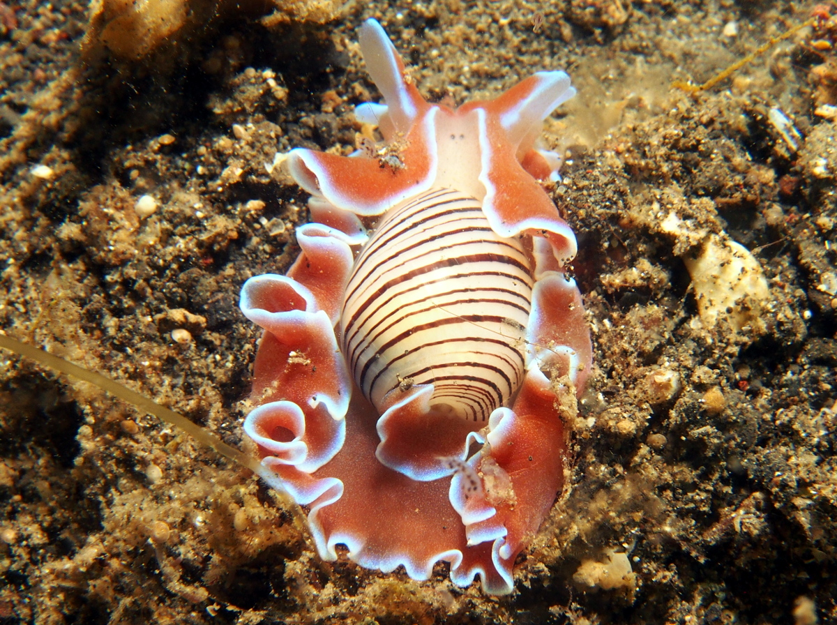 Brown-Lined Paperbubble - Hydatina physis - Lembeh Strait, Indonesia