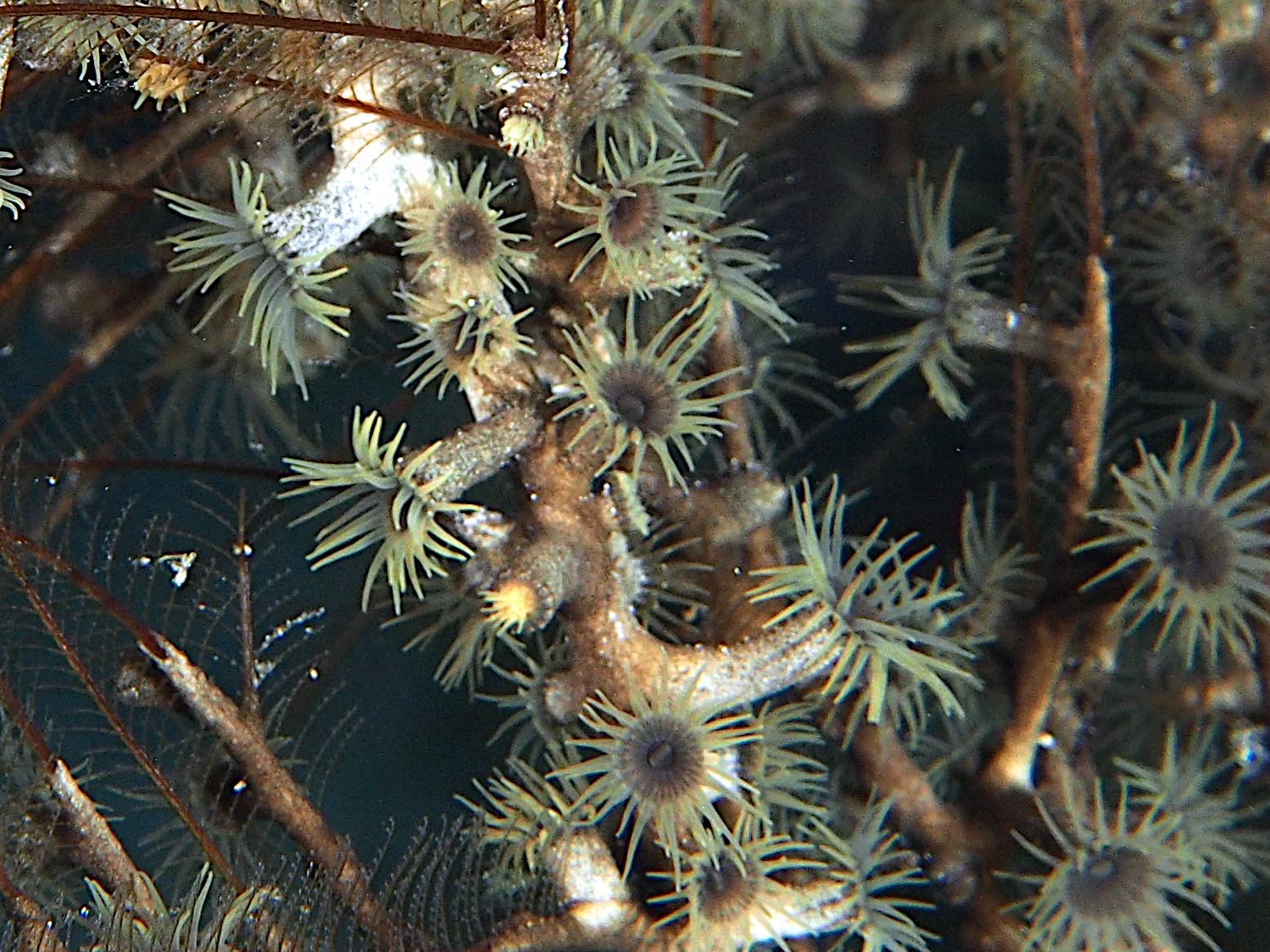 Hydroid Zoanthid - Hydrozoanthus tunicans - Cozumel, Mexico