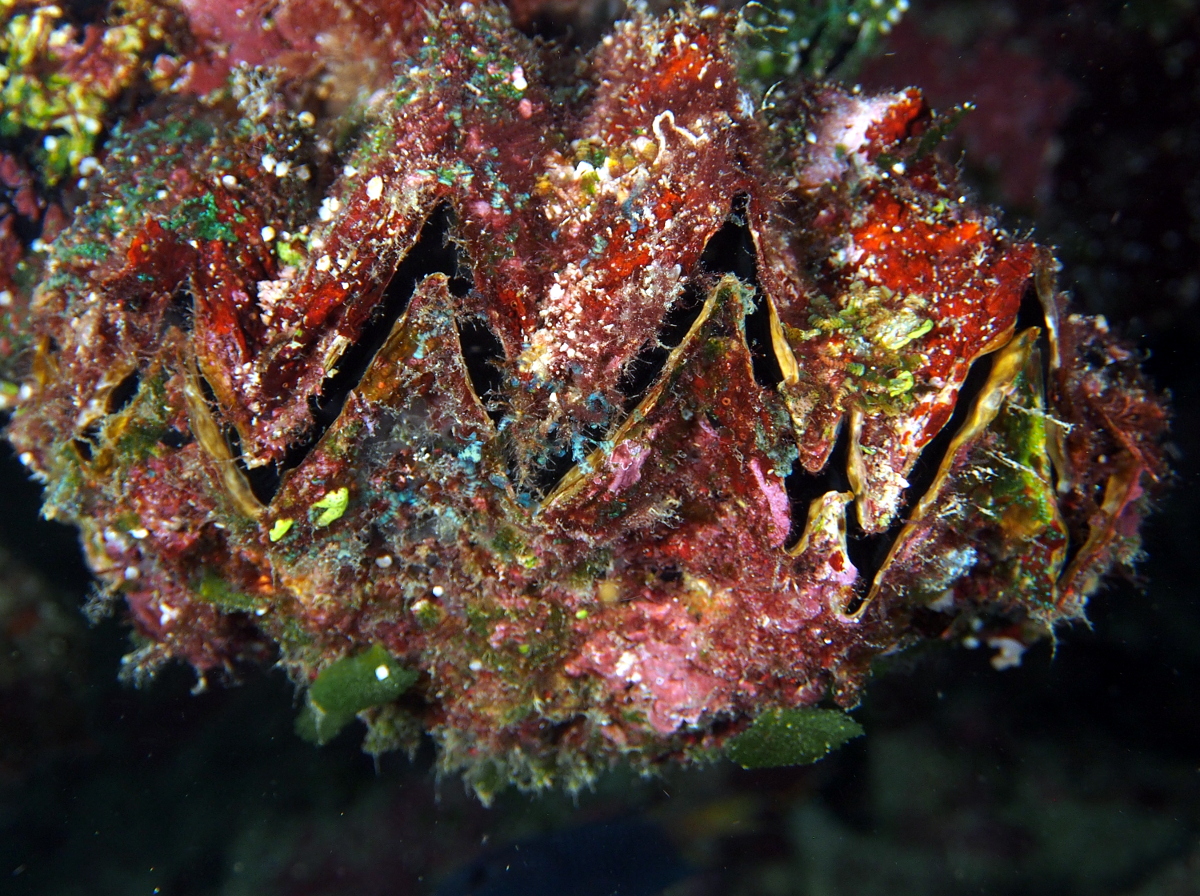 Honeycomb Oyster - Hyotissa hyotis