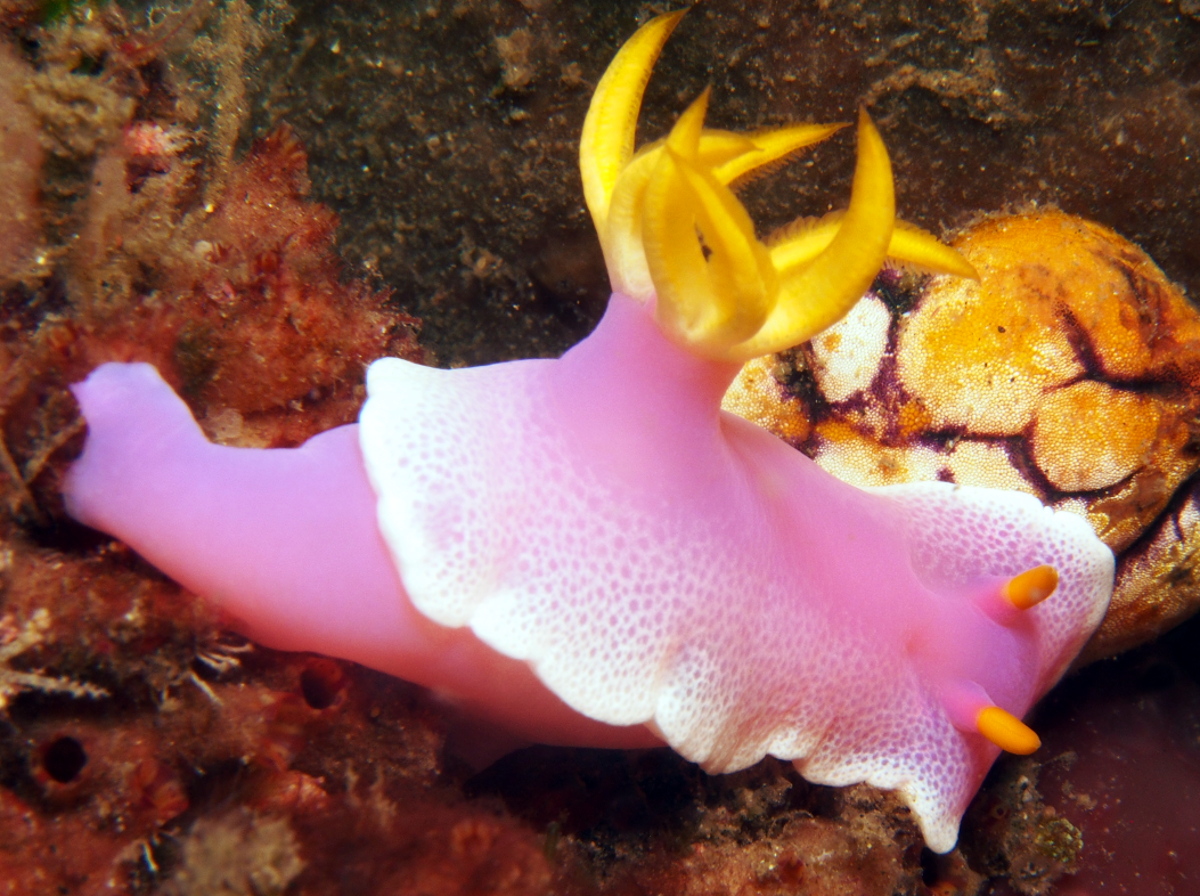 Robe Hem Hypselodoris - Hypselodoris apolegma - Lembeh Strait, Indonesia