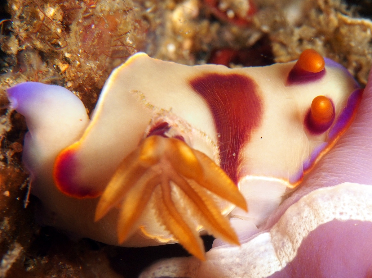 Hypselodoris iba - Hypselodoris iba