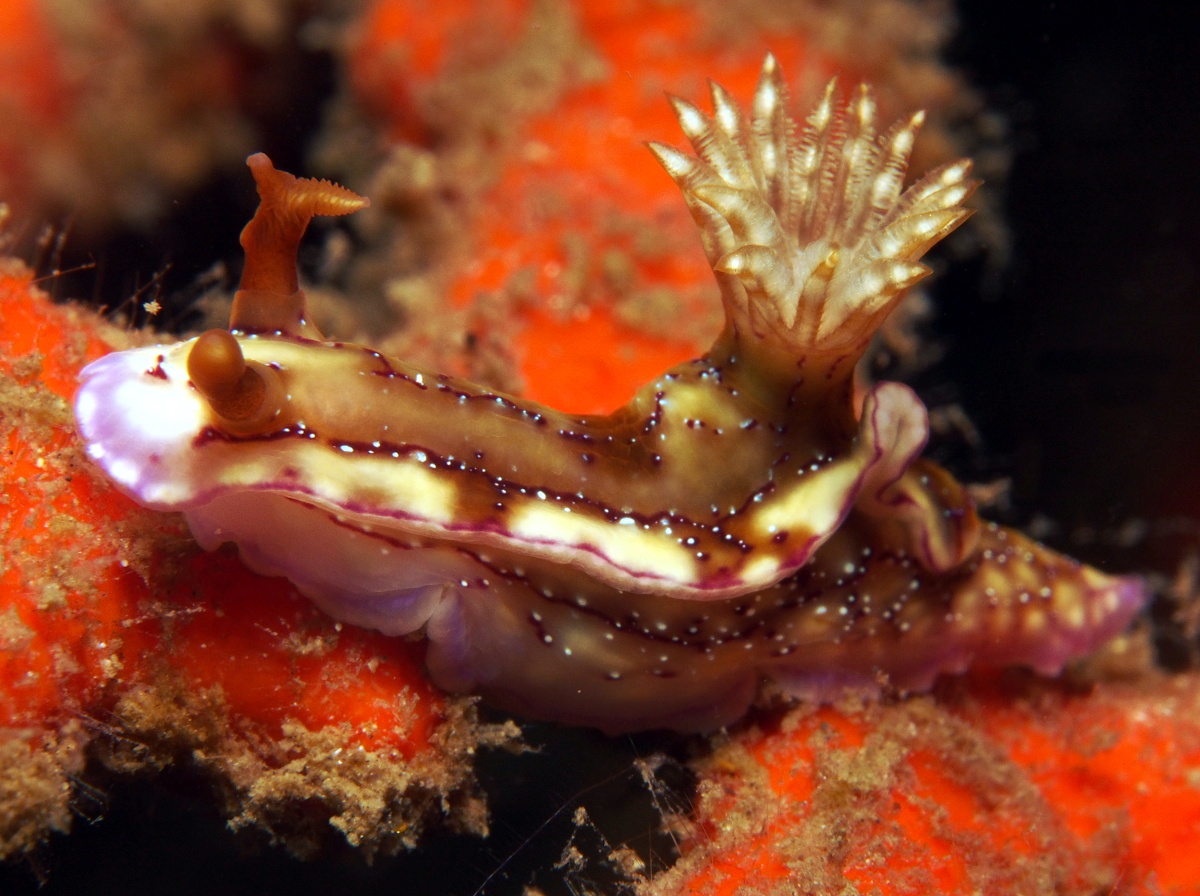 Krakatoa Hypselodoris - Hypselodoris krakatoa - Lembeh Strait, Indonesia