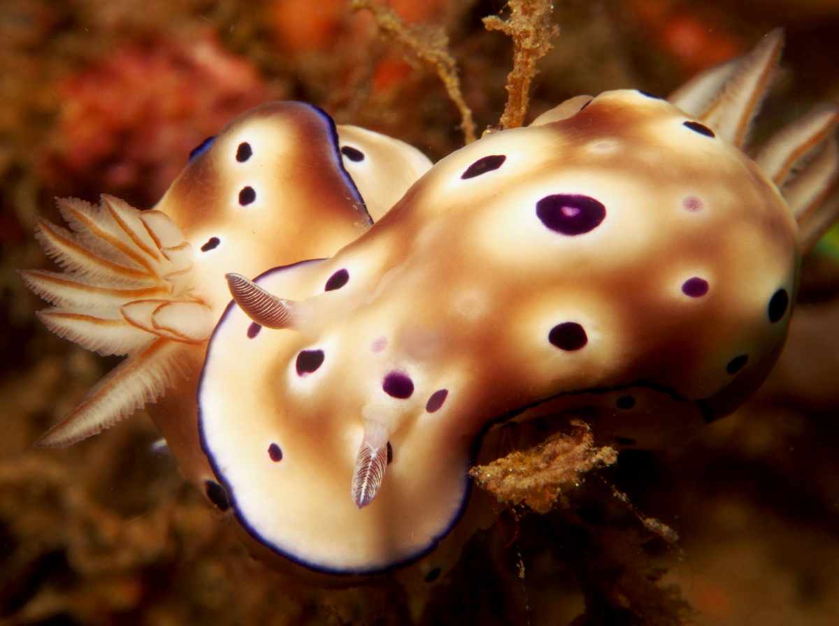 Tryon's Risbecia - Hypselodoris tryoni