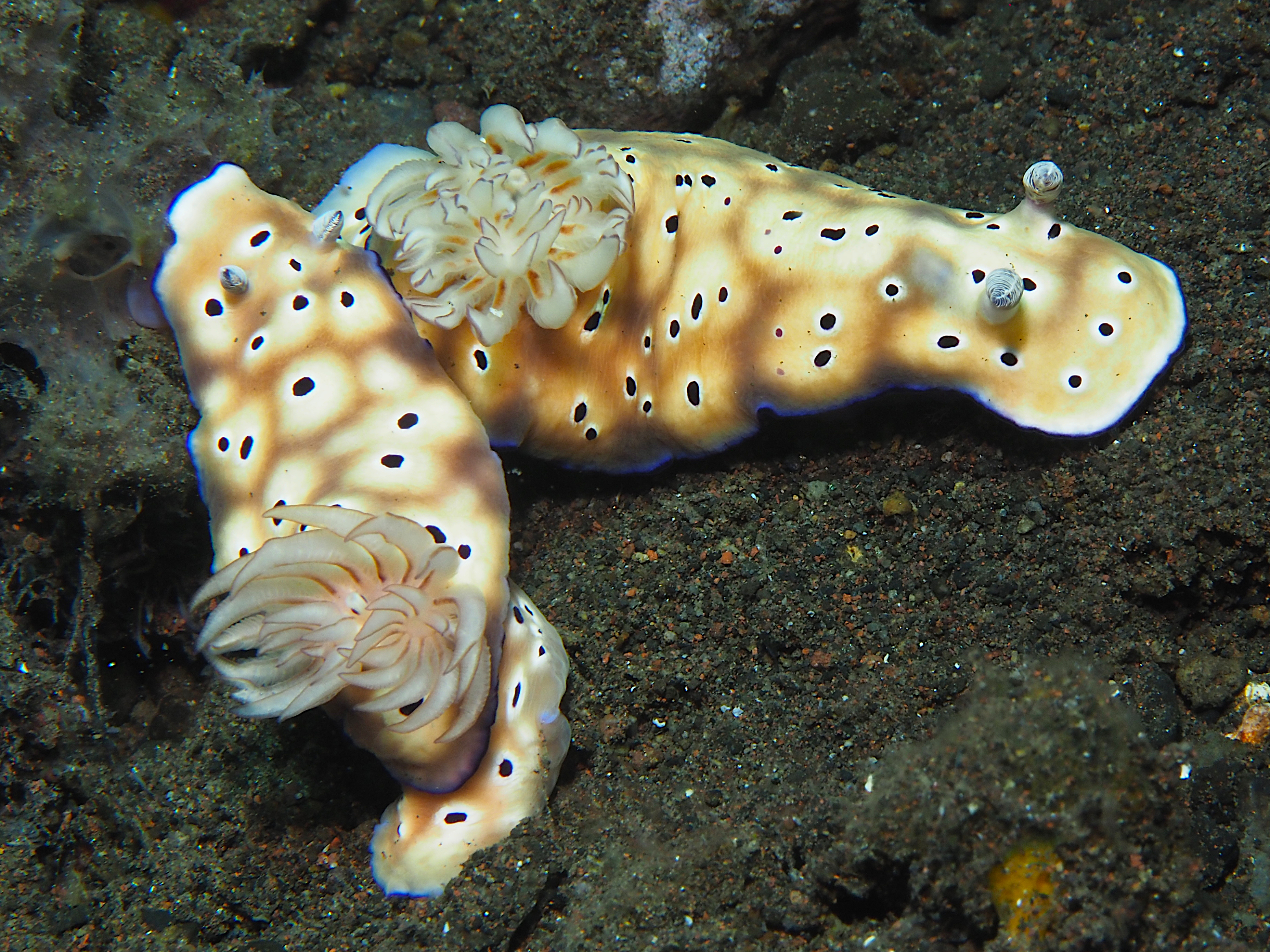 Tryon's Risbecia - Hypselodoris tryoni
