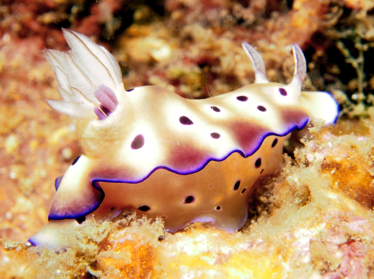 Tryon's Risbecia - Hypselodoris tryoni