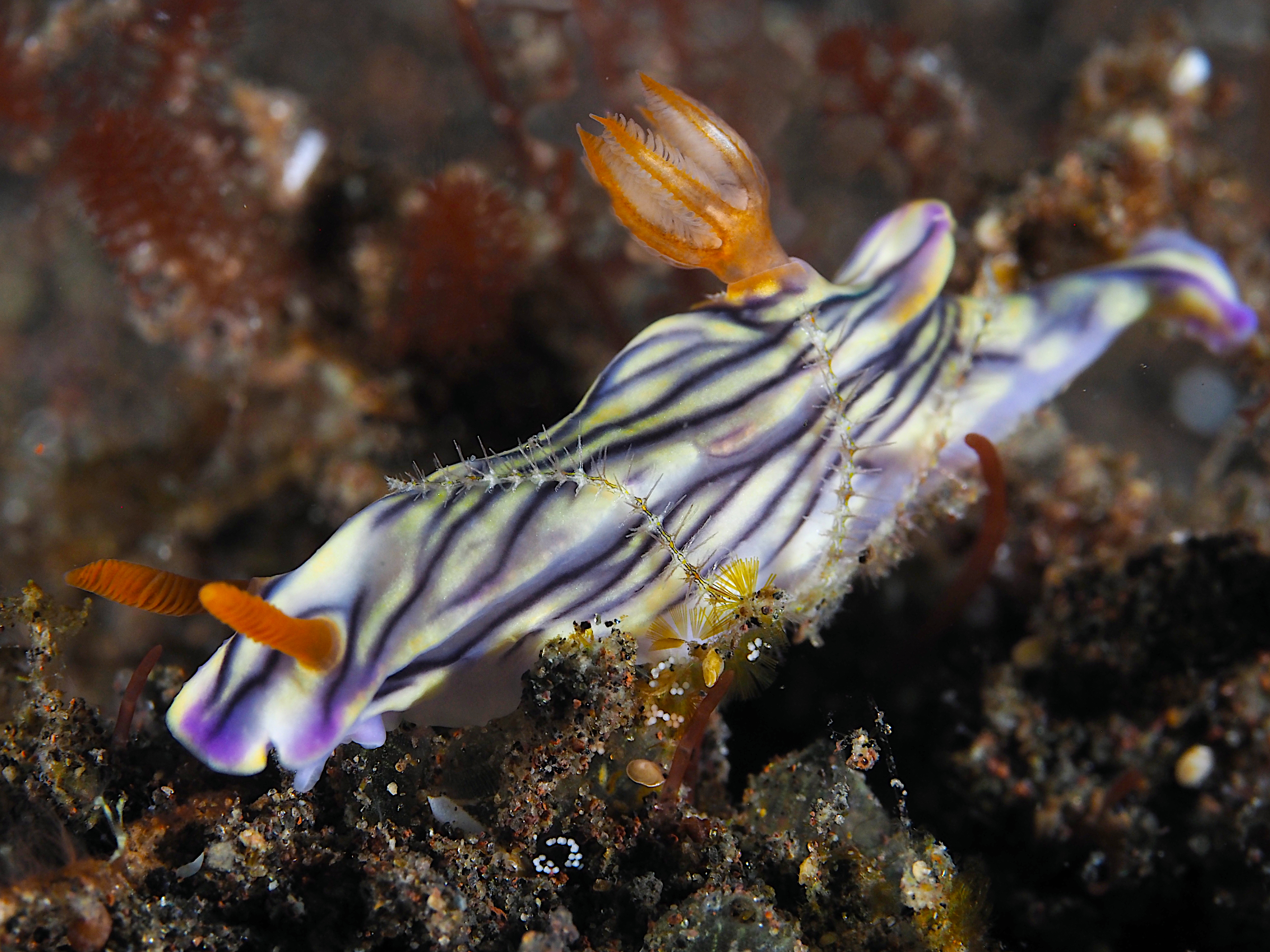 West Wind Hypselodoris - Hypselodoris zephyra