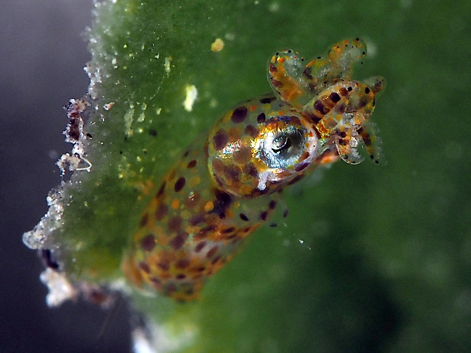 Two-Tone Pygmy Squid - Idiosepius pygmaeus