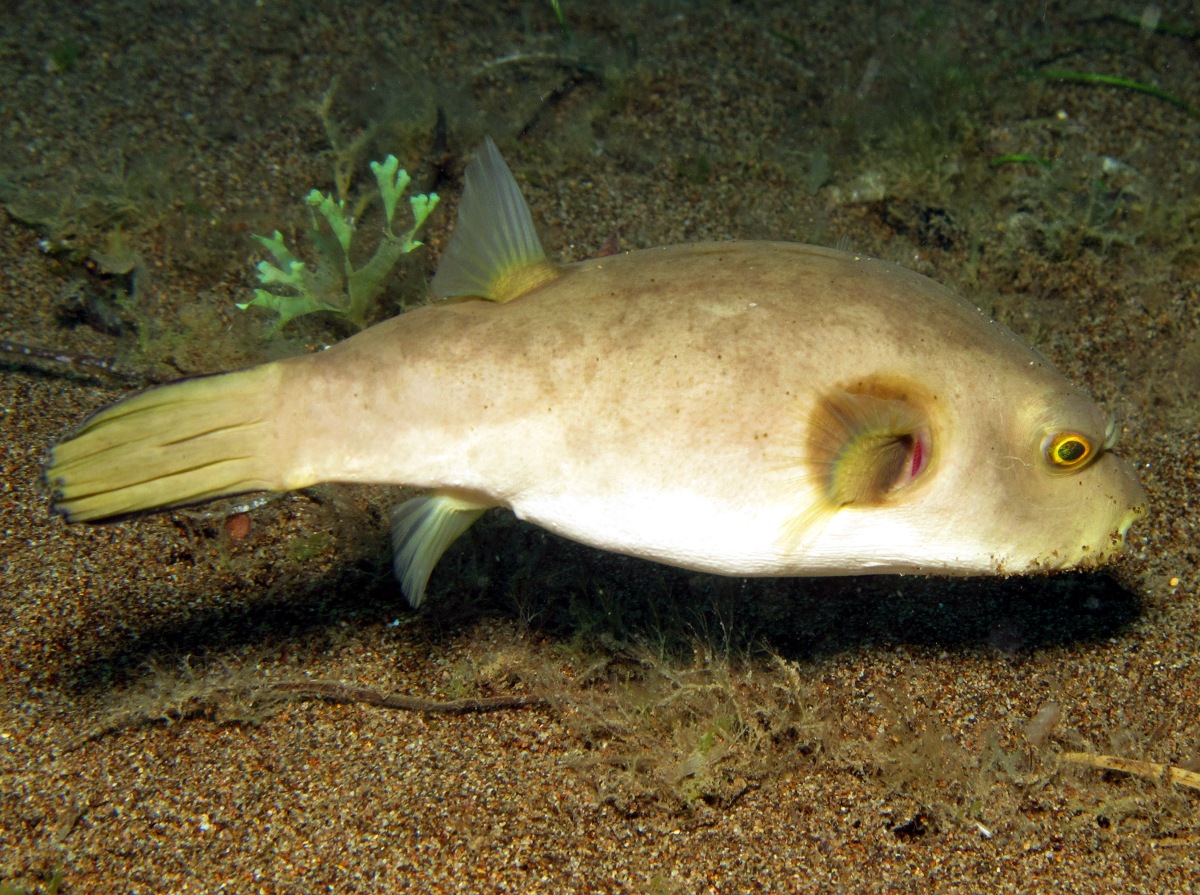 Immaculate Puffer - Arothron immaculatus