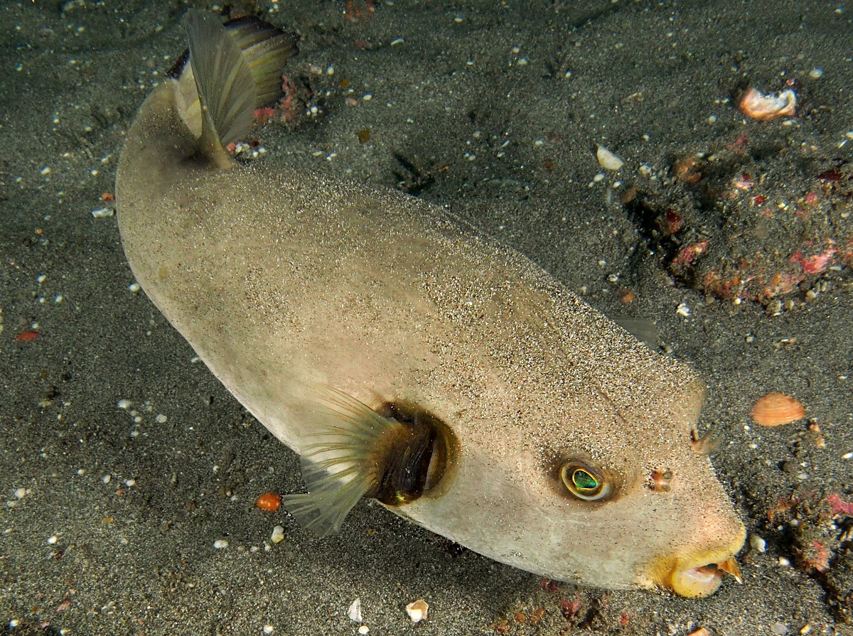 Immaculate Puffer - Arothron immaculatus