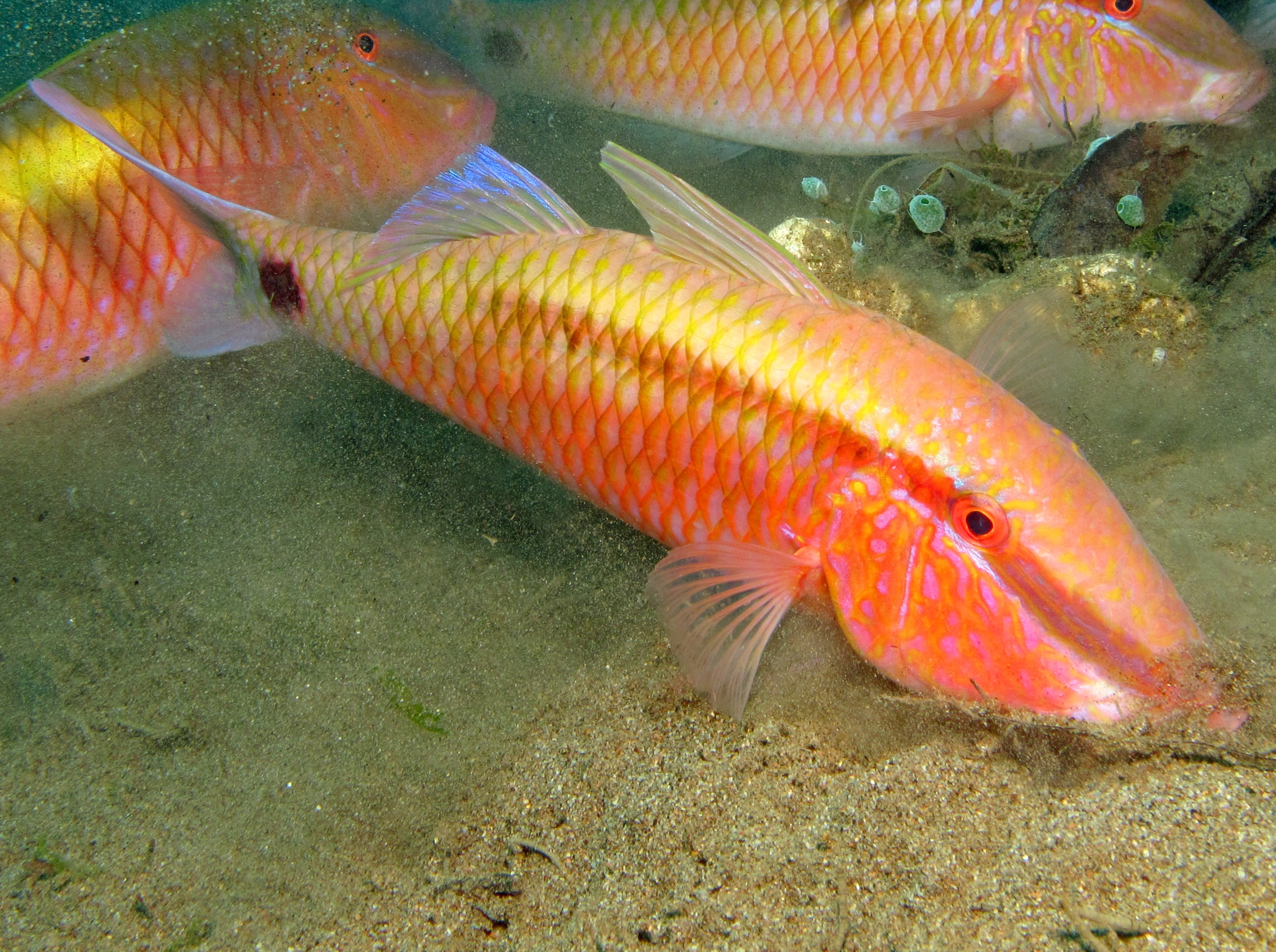 Indian Goatfish - Parupeneus indicus
