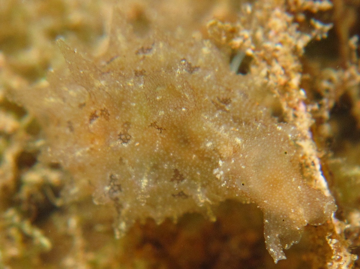 Indian Sea Hare - Notarchus indicus