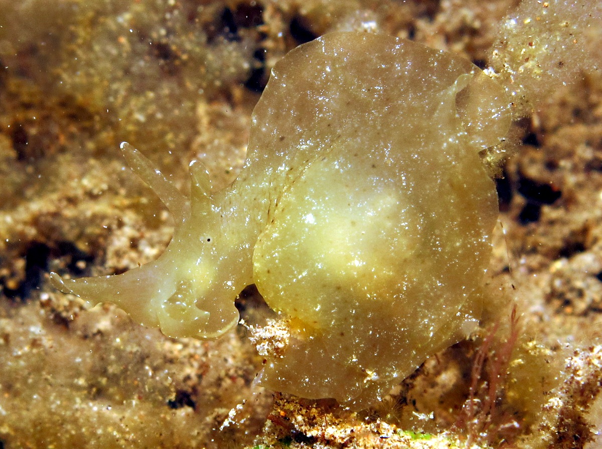 Indian Sea Hare - Notarchus indicus