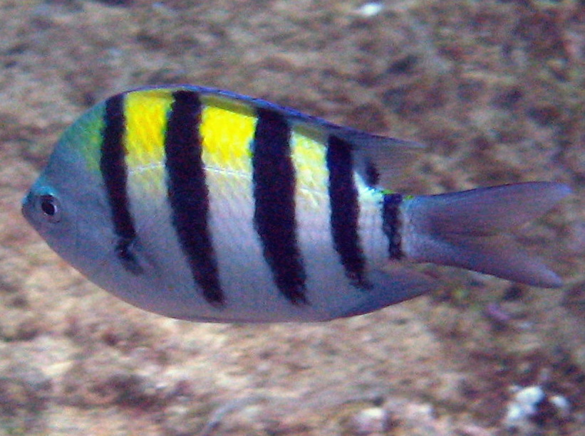 Indo-Pacific Sergeant - Abudefduf vaigiensis