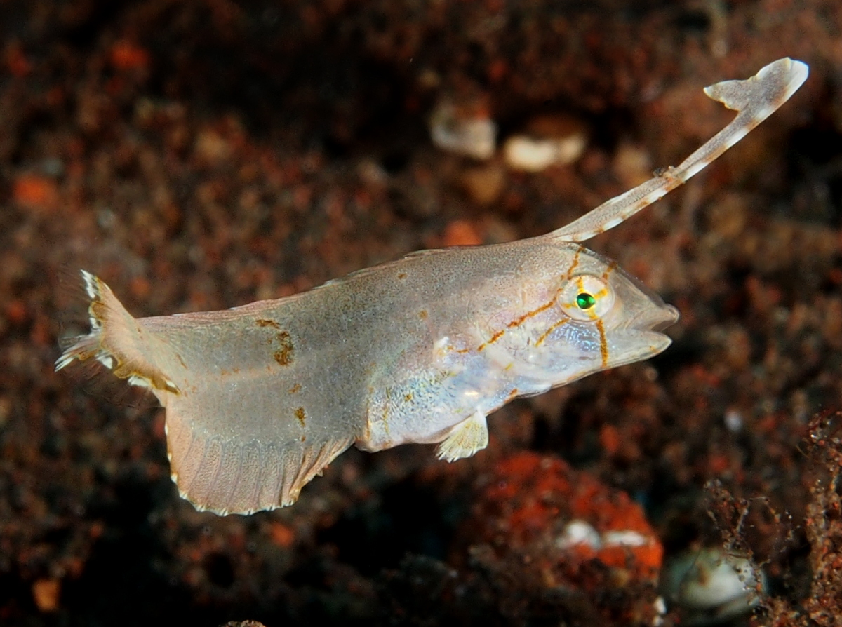 Peacock Razorfish - Iniistius pavo