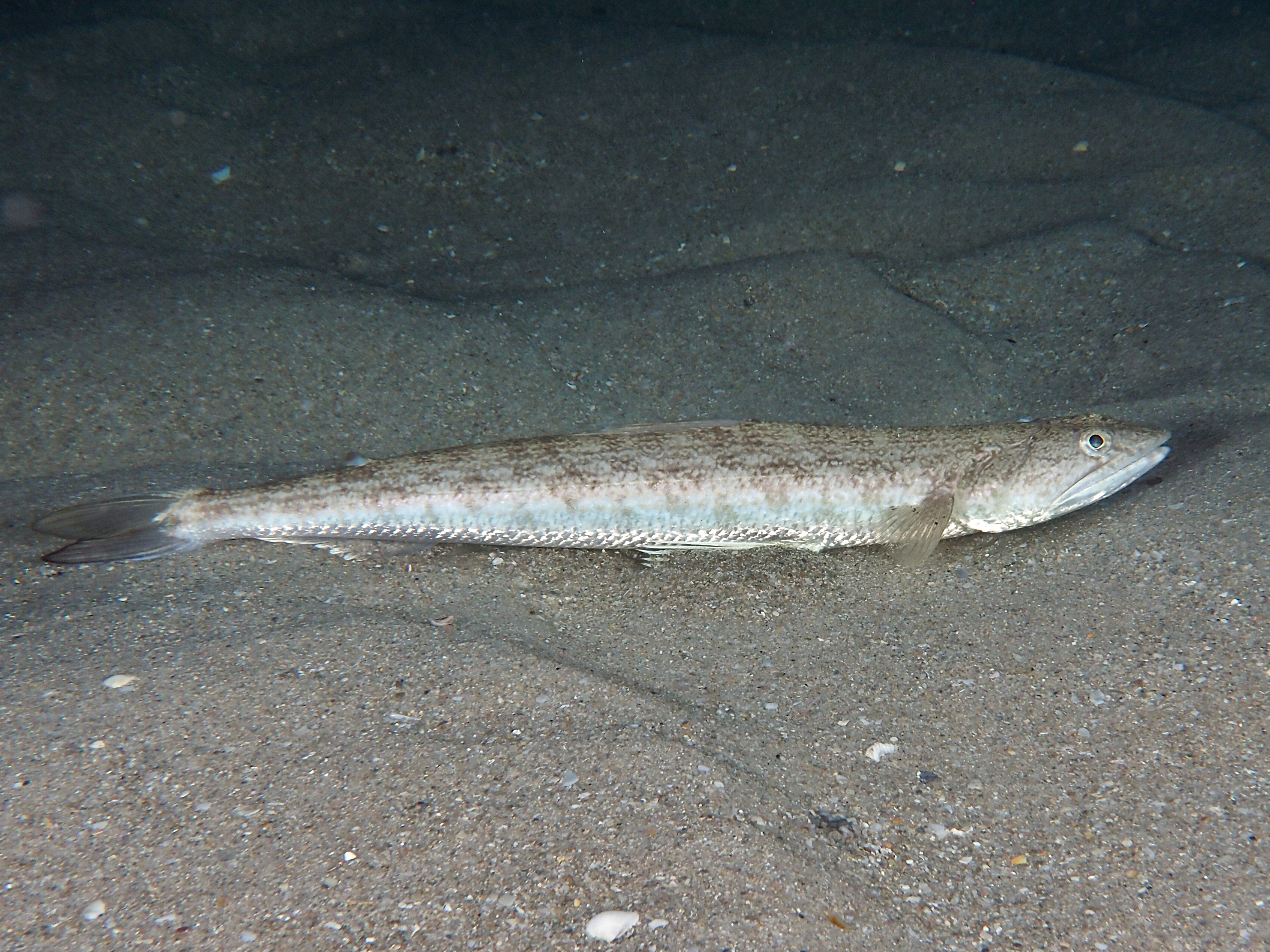 Inshore Lizardfish - Synodus foetens - Blue Heron Bridge, Florida
