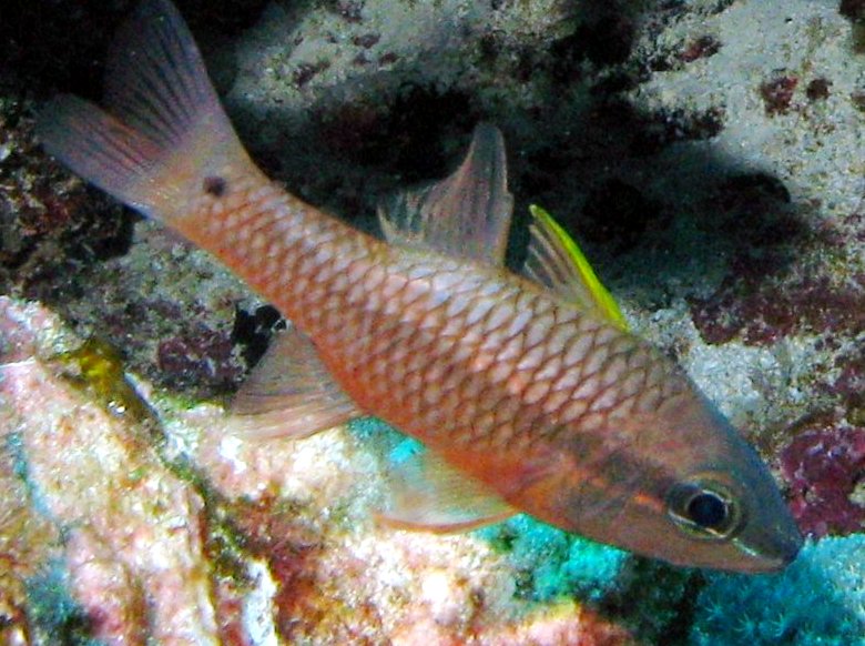 Iridescent Cardinalfish - Pristiapogon kallopterus