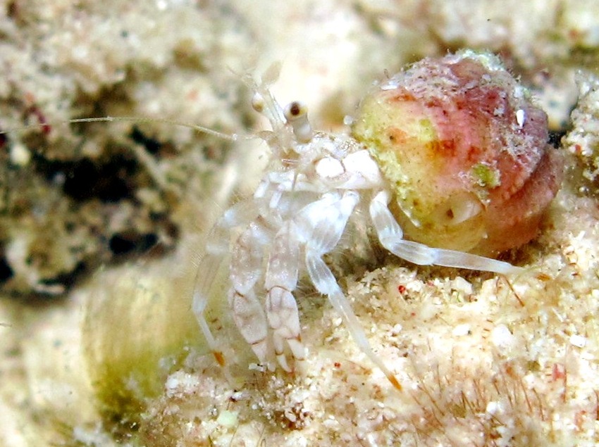 Reticulated Hermit Crab - Iridopagurus reticulatus