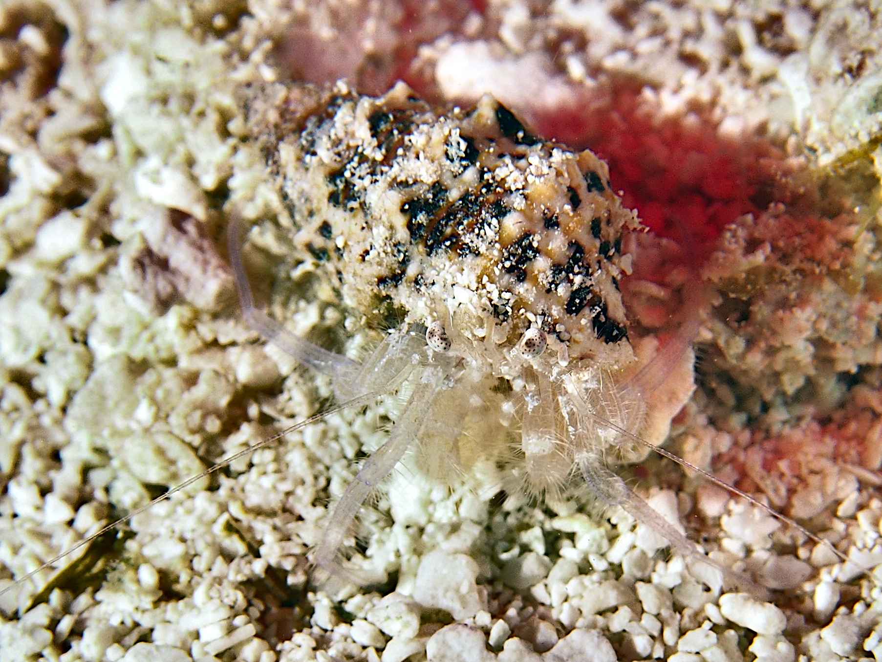 Spoteye Hermit Crab - Iridopagurus sp. 1 - Cozumel, Mexico