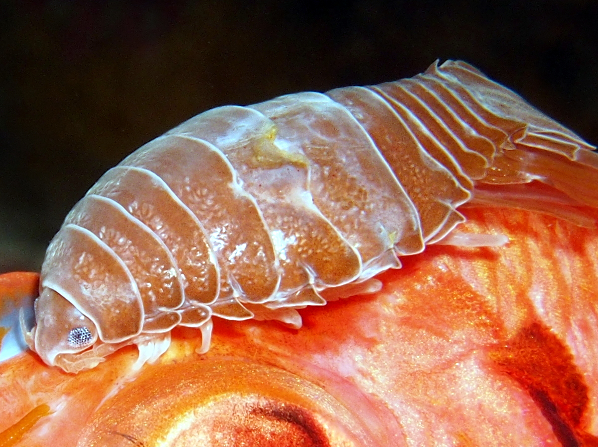 Cymothoid Isopod - Anilocra spp./Renocila spp.