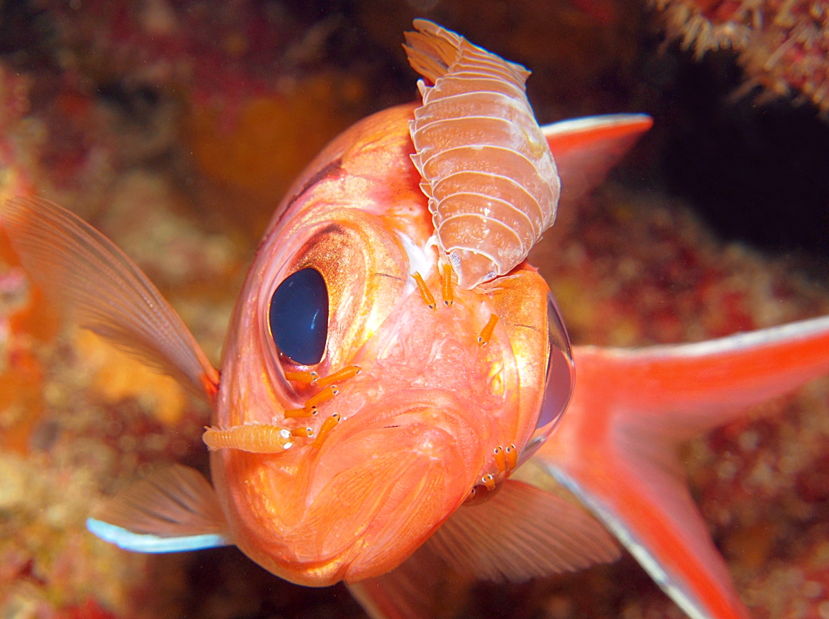 Cymothoid Isopod - Anilocra spp./Renocila spp.