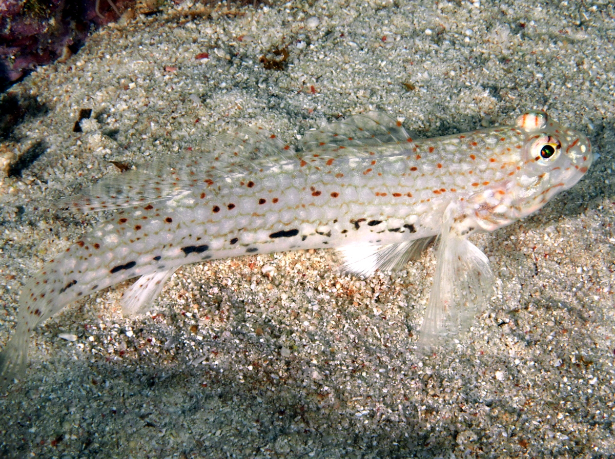 Decorated Sandgoby - Istigobius decoratus - Palau