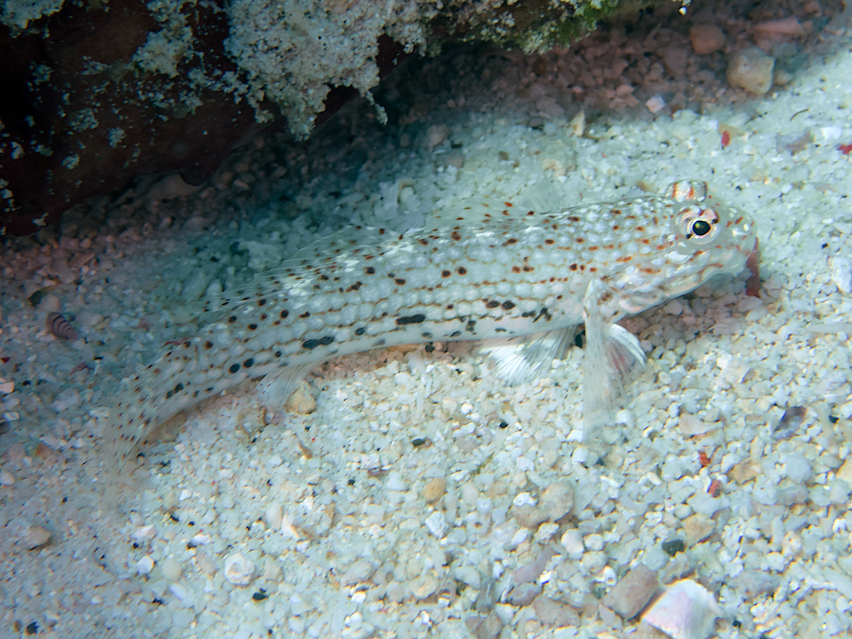 Decorated Sandgoby - Istigobius decoratus