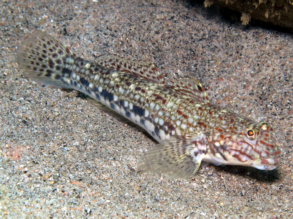 Ornate Sandgoby - Istigobius ornatus - Dumaguete, Philippines