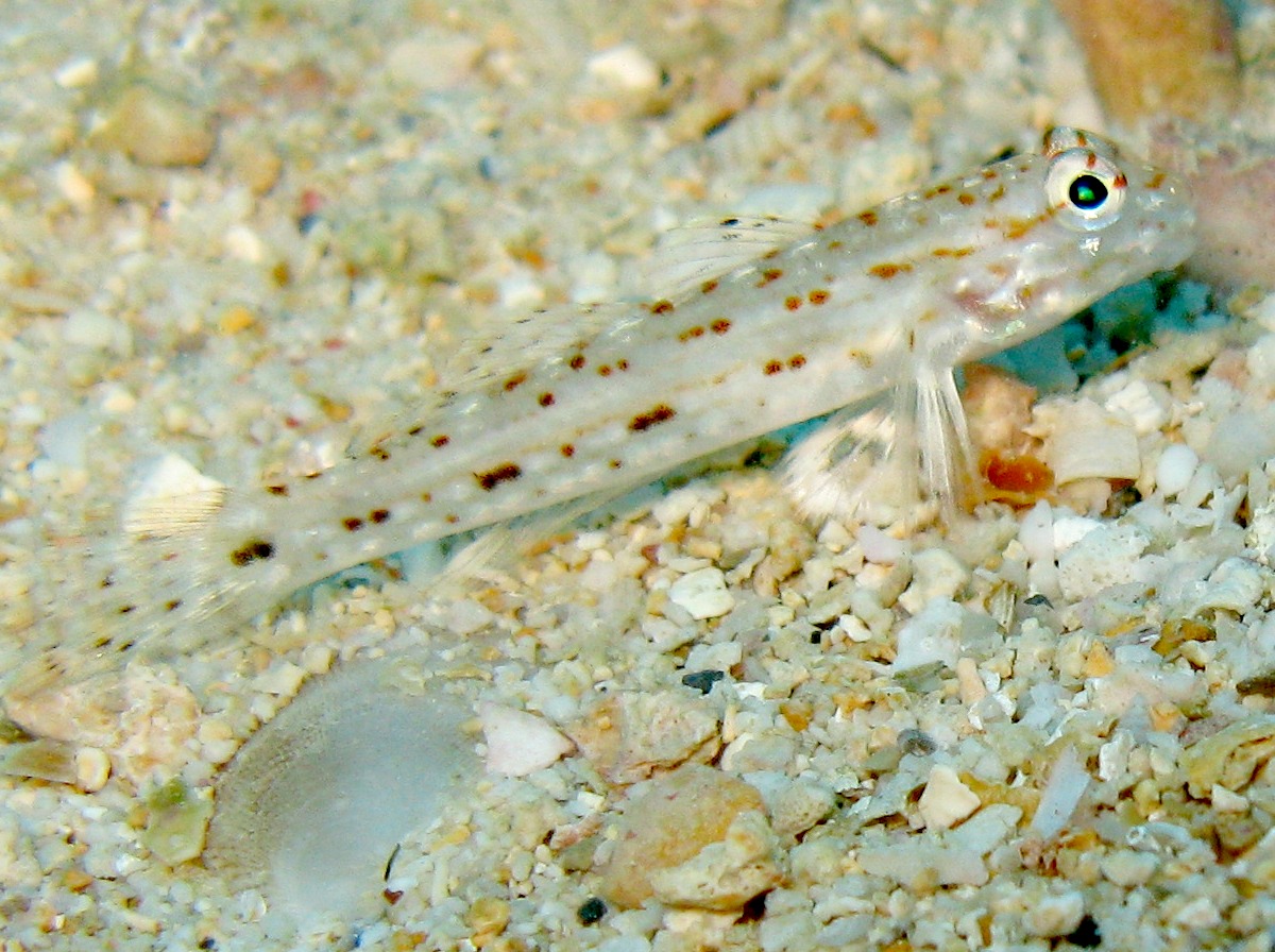 Orangespotted Sandgoby - Istigobius rigilius