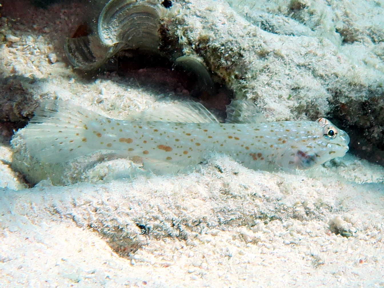 Orangespotted Sandgoby - Istigobius rigilius