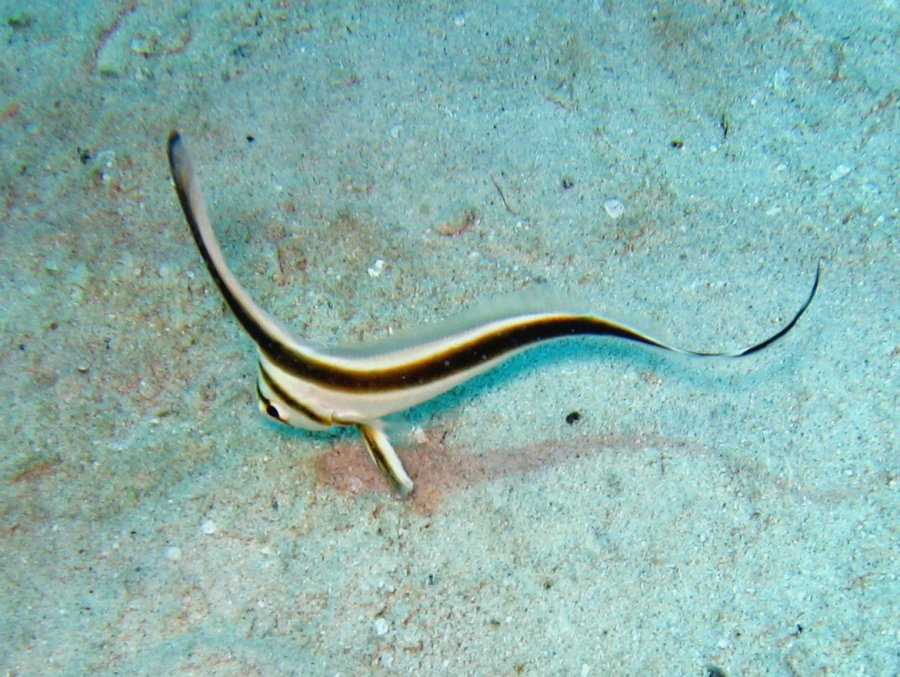 Jackknife Fish - Equetus lanceolatus