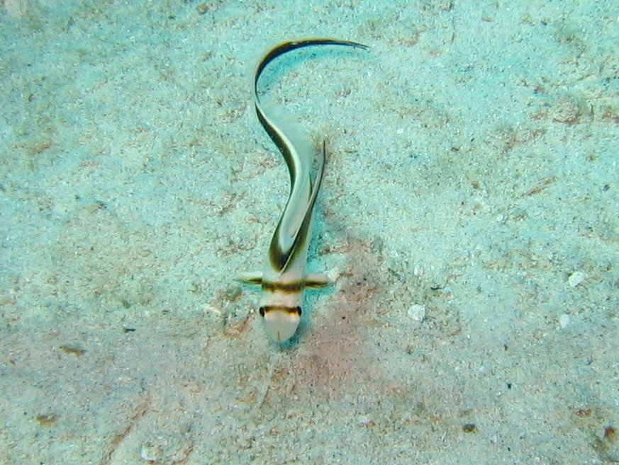 Jackknife Fish - Equetus lanceolatus