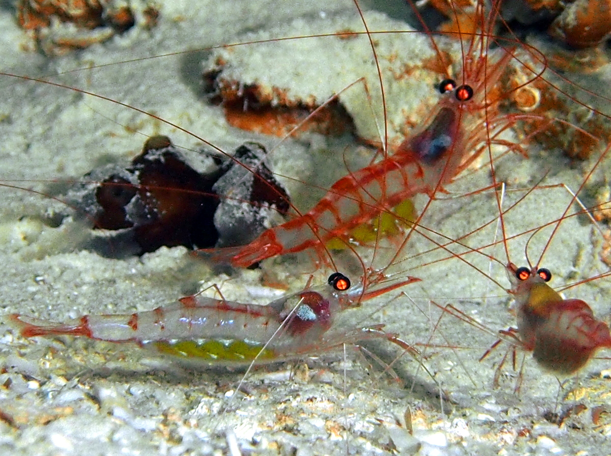 Antiguan Cave Shrimp - Janicea antiguensis - The Exumas, Bahamas