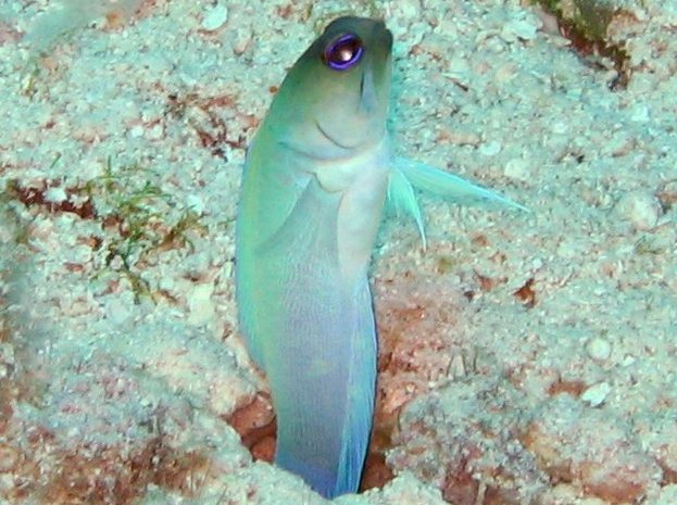 Yellowhead Jawfish - Opistognathus aurifrons