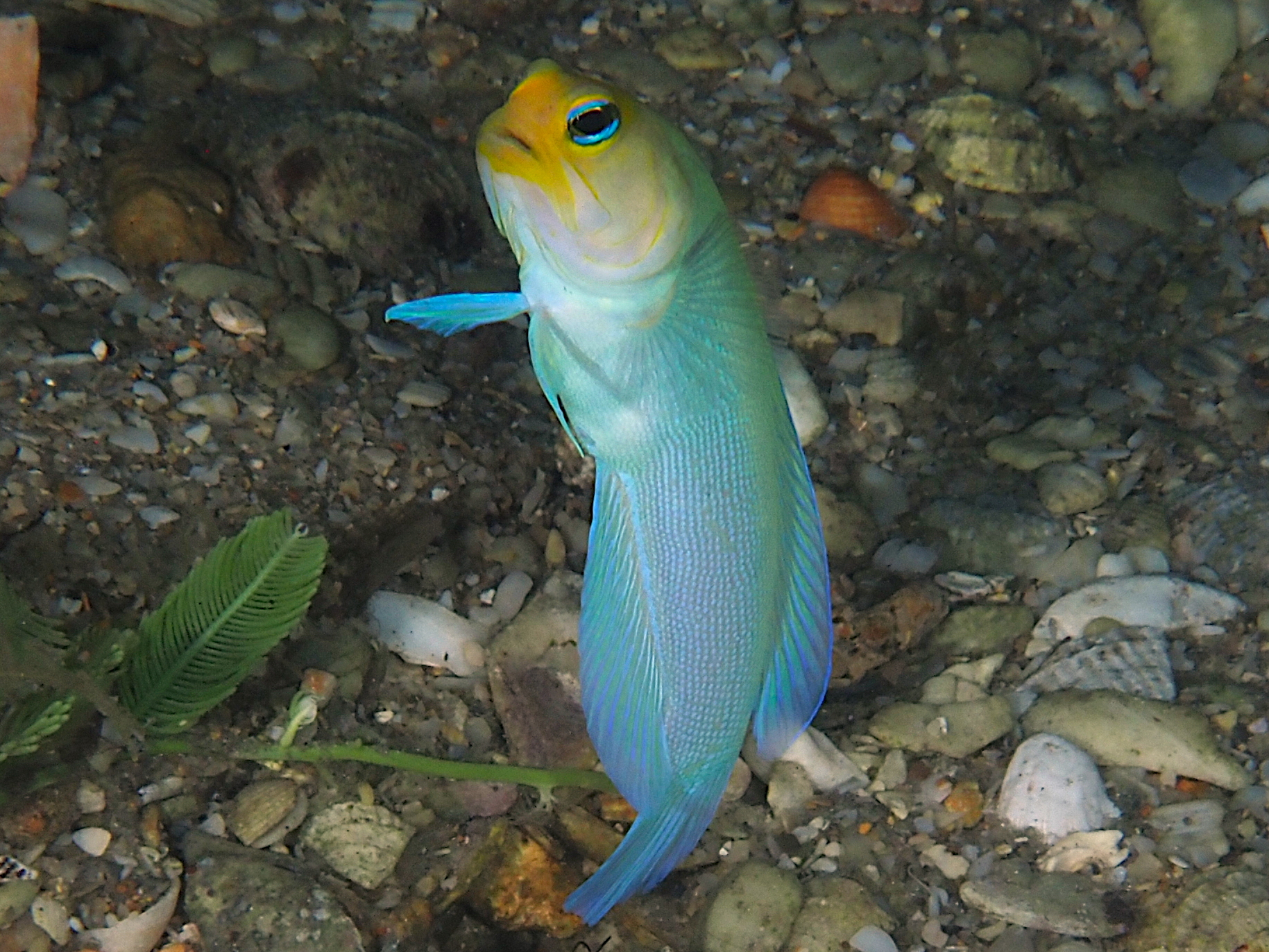 Yellowhead Jawfish - Opistognathus aurifrons