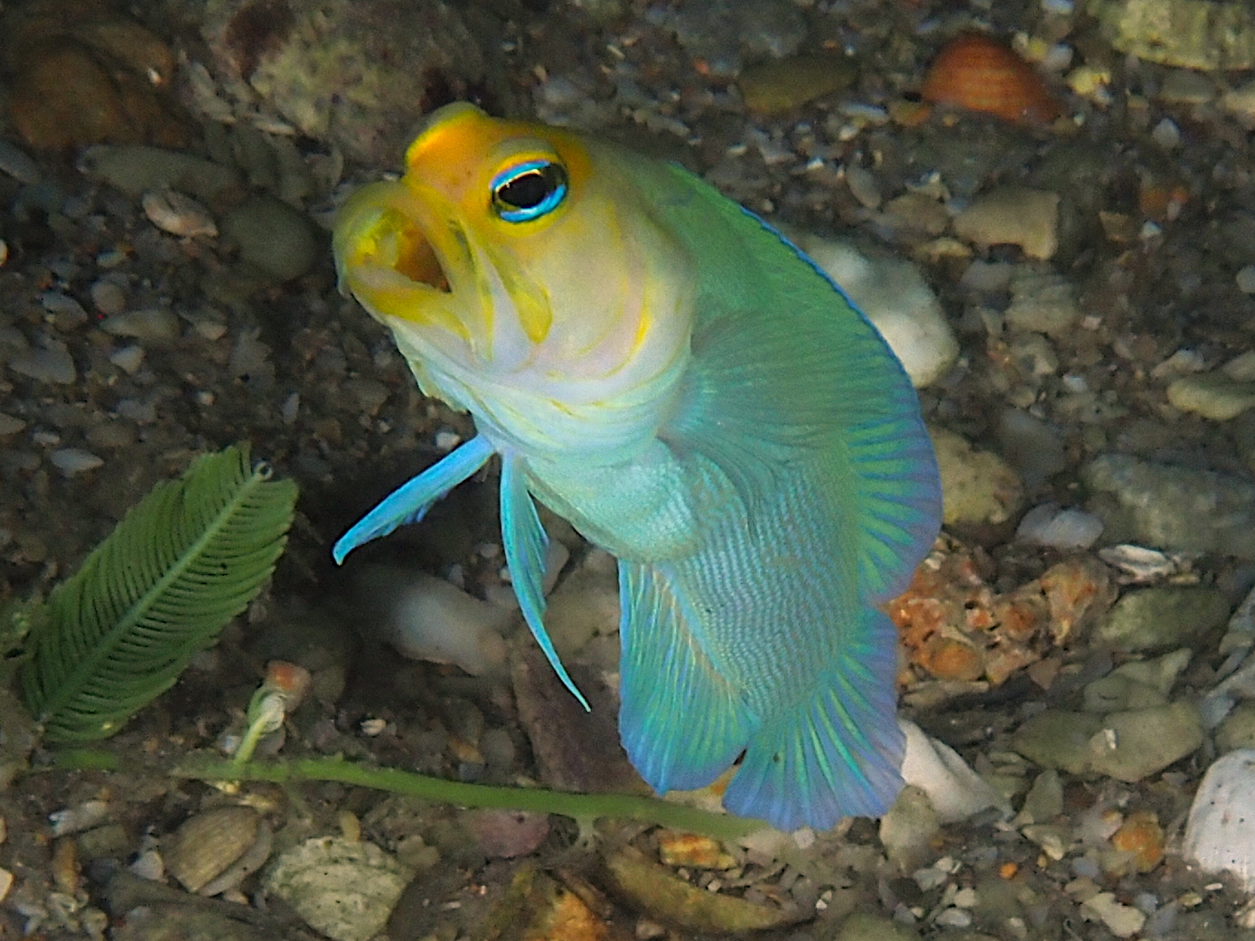 Yellowhead Jawfish - Opistognathus aurifrons