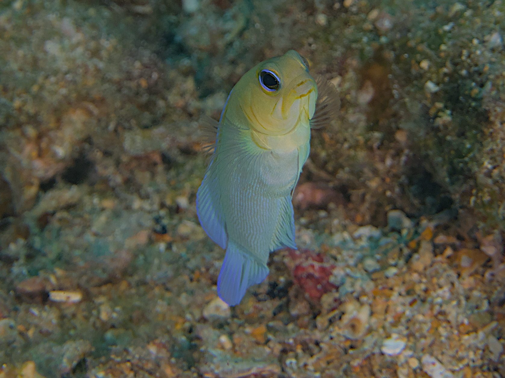 Yellowhead Jawfish - Opistognathus aurifrons